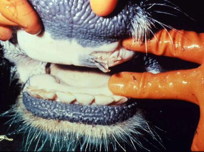 South African farmers face dual threat as Rift Valley Fever hits Northern Cape during FMD crisis